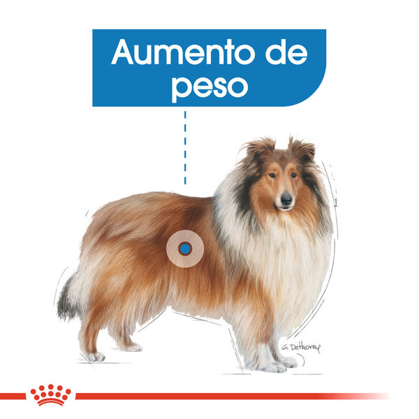 Royal Canin Perro Maxi Light Weight Care